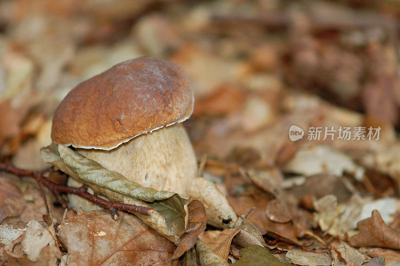 Steinpilz (boletus edulis)特写